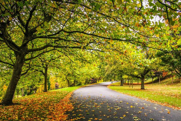 Un paseo por el parque. Otoño dorado