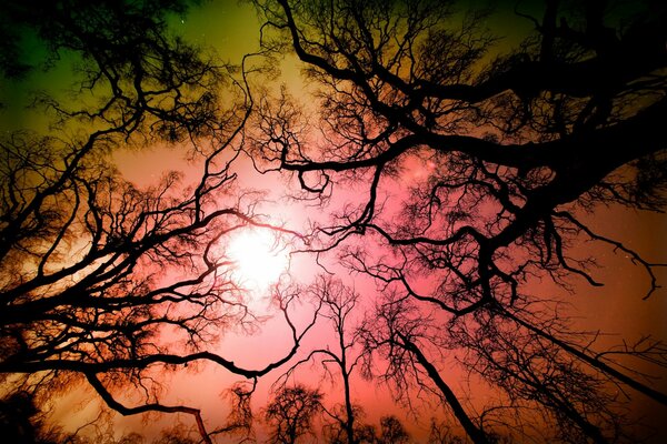 Los Angeles National Reserve Bäume und hellen Himmel mit Sonne