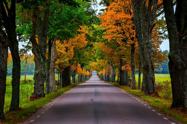 Die Natur des Herbstes spielt in hellen Farben