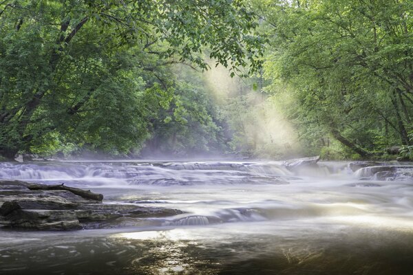 Morning on the threshold of the forest river spring