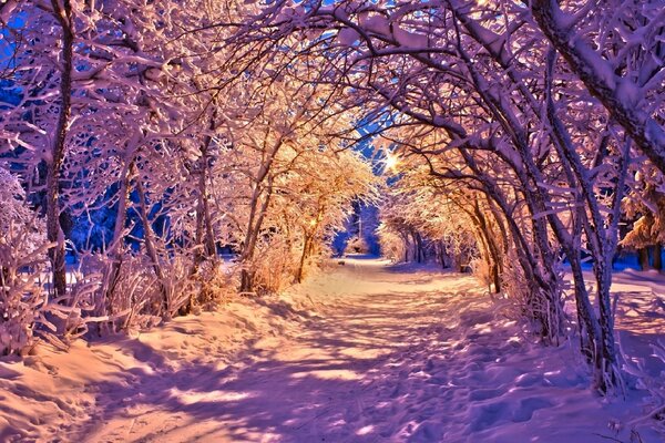 Árboles cubiertos de nieve en tonos rosados