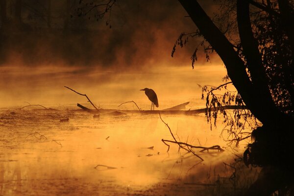 Schwarzer Rabe im Morgennebel