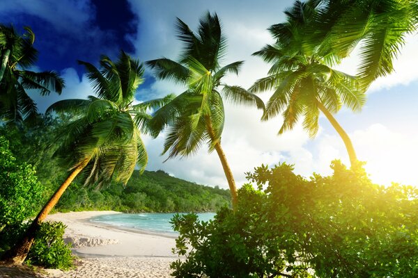 Bright tropical beach with white sand