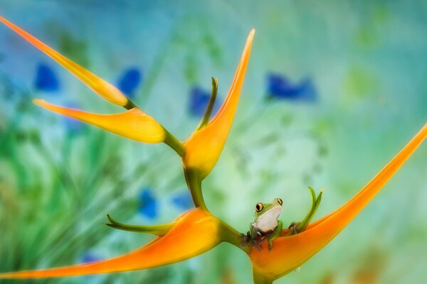 Ein Frosch auf einer orangefarbenen Blume