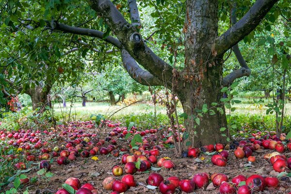 Der Garten ist mit Äpfeln bedeckt, die vom Baum gefallen sind