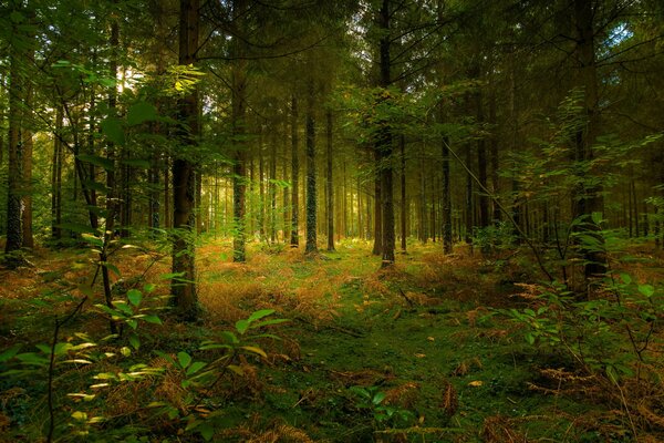 The forest melts in the autumn haze