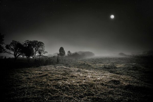 Brouillard de nuit dans un large champ