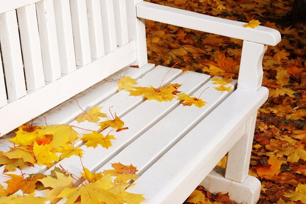 Feuilles jaunes sur un banc blanc