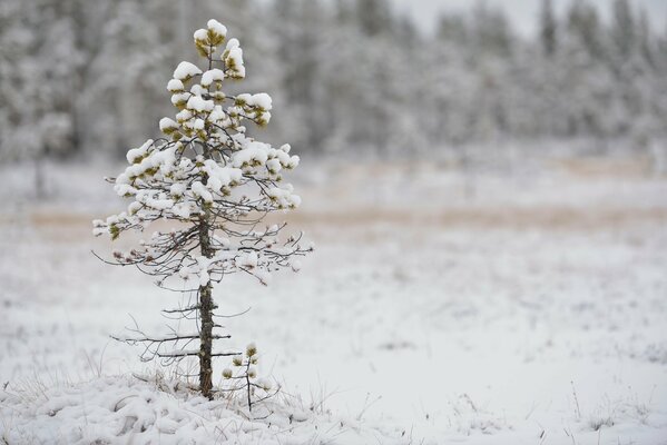 Pequeño pino solitario en la nieve en invierno