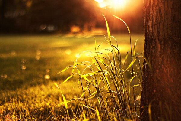 Grass on the background of a bright sunset