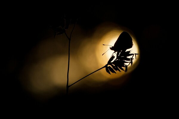 Silueta de una mariposa volando hacia la luz