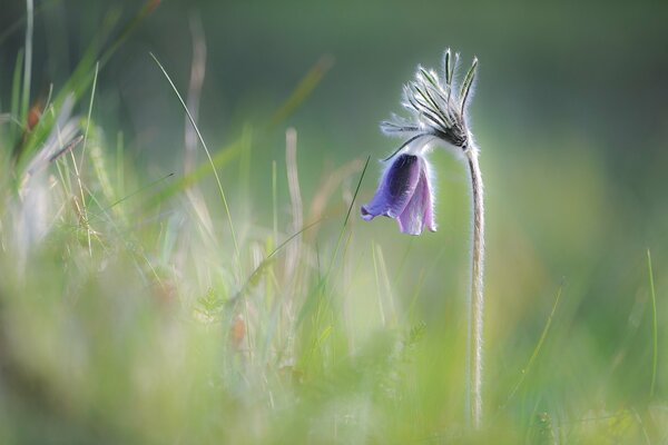 Lila Blume im verschwommenen Gras