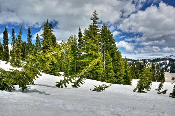 Pente d hiver blanc, avec des sapins verts