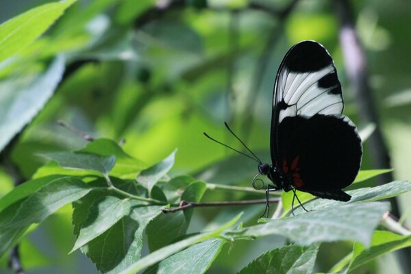 A black butterfly sitting on a branch