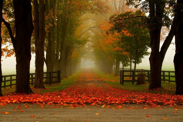 Parque de otoño con hojas caídas rojas