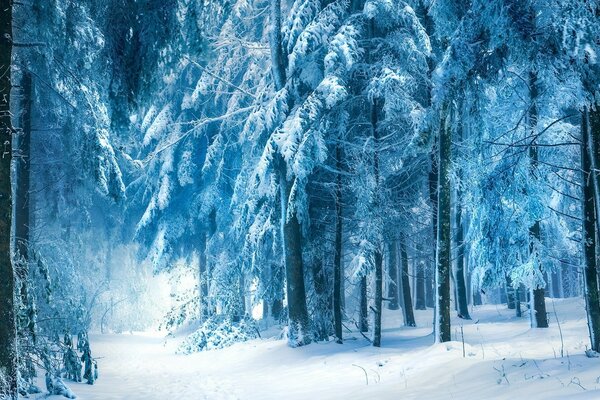 Winter landscape. Forest in the snow