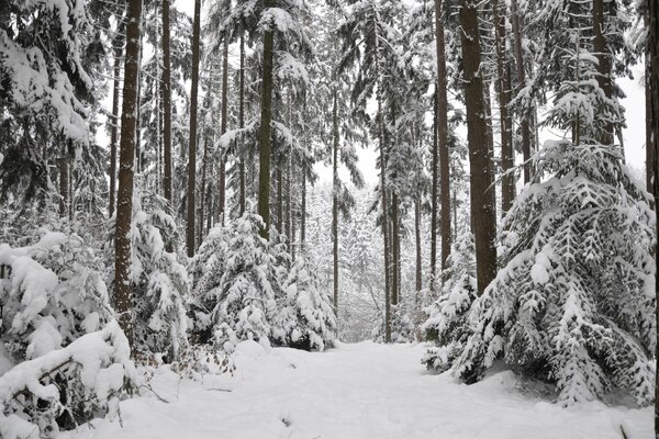 Mit Schnee übersät Wälder in Schneewehen