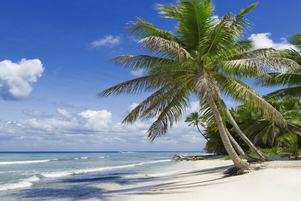 Côte tropicale près de l océan