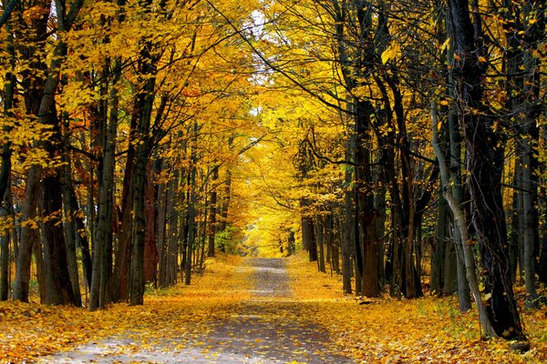 Forêt d automne sur une journée ensoleillée