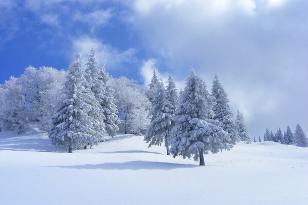 Árboles cubiertos de nieve blanca y azul