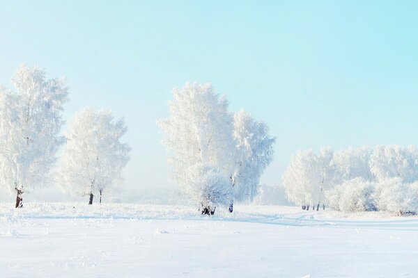 Mit Schnee bedeckte Bäume und Schneeverwehungen