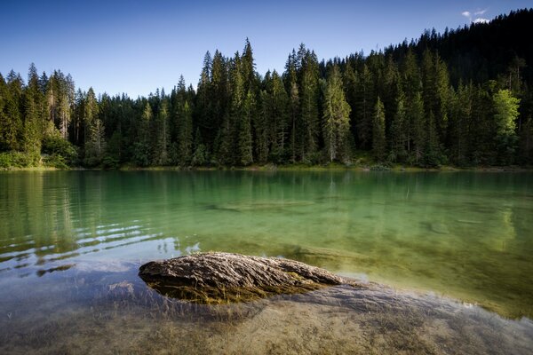 Baden in einem Gebirgsfluss mit Blick auf jahrhundertealte Kiefern