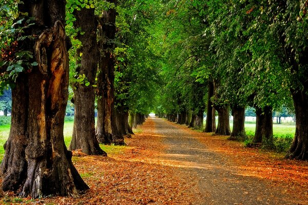 Promenez-vous dans le parc d automne dans l après-midi