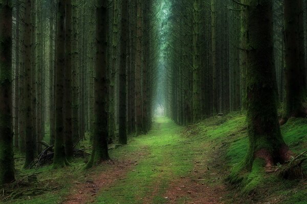 Camino en el bosque de mástiles fantasma