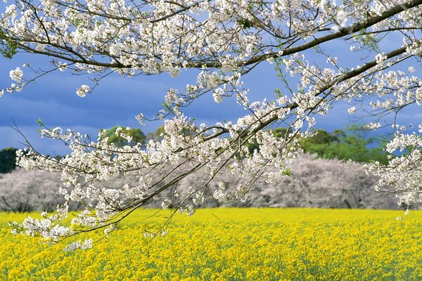 Im Frühling blühen die Zweige der Bäume