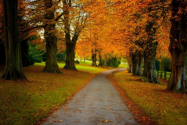 Autumn walk in the park. Colorful leaves on trees