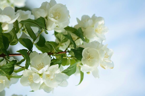 Belles fleurs de printemps délicates