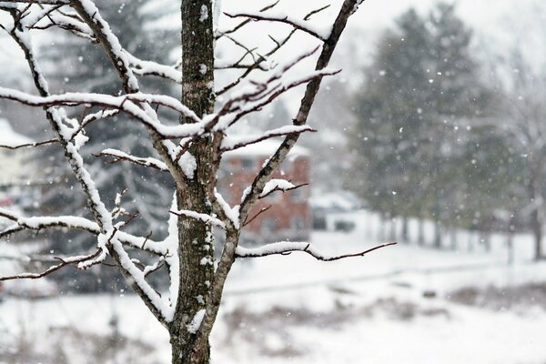 Winter nature. Tree branches in the snow