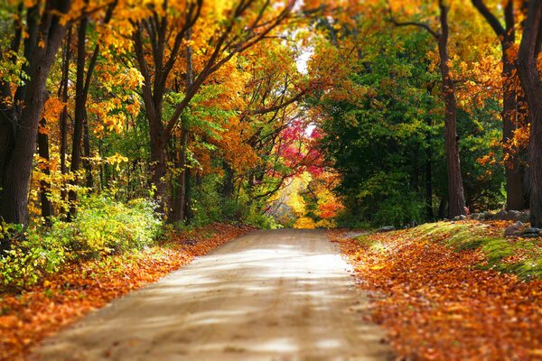 Herbstwald. Bunte Blätter an Bäumen