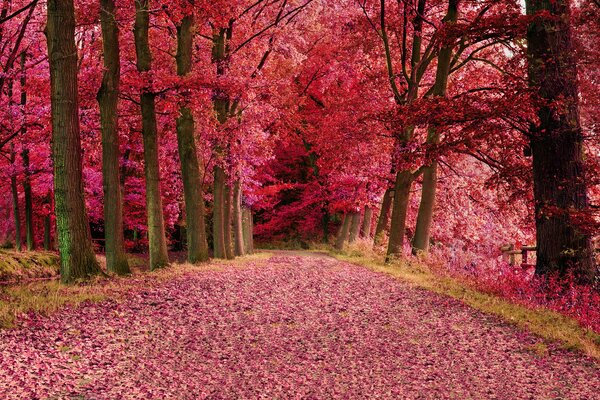 Route dans la forêt parsemée de feuilles