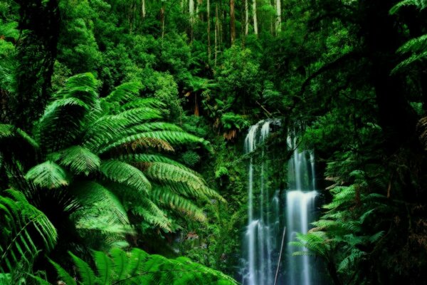 Waterfall among the green jungle