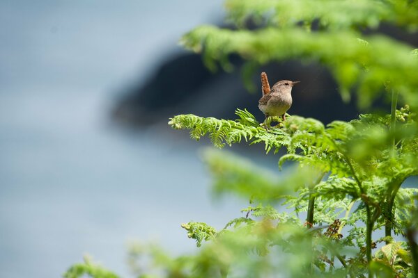 Makrofoto eines Vogels auf einem Ast