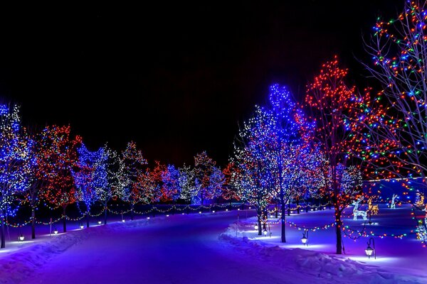 Árboles de Navidad en una calle cubierta de nieve