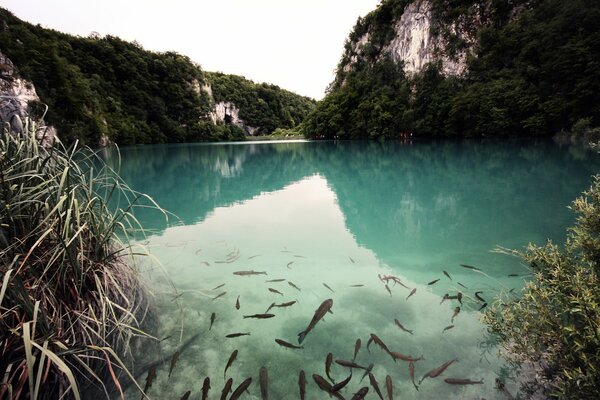 Fish in a transparent lake in the middle of the mountains