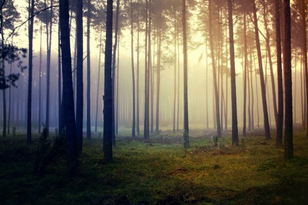 La niebla que envuelve los árboles en el bosque