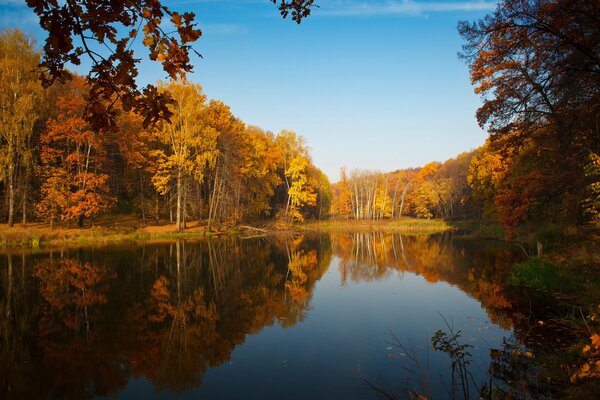 Piccolo stagno nella foresta d autunno