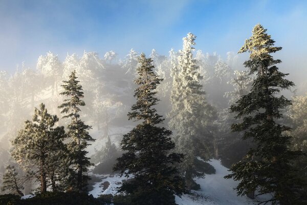 Forêt d hiver avec de hauts sapins sombres