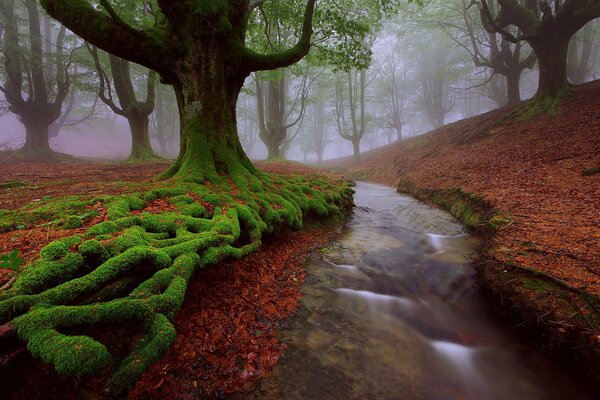 La favolosa Foresta dei Paesi Baschi