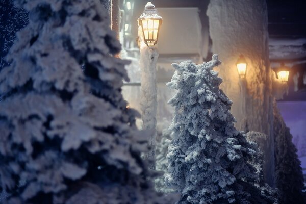 Laternen und Fichten auf Winterstraßen