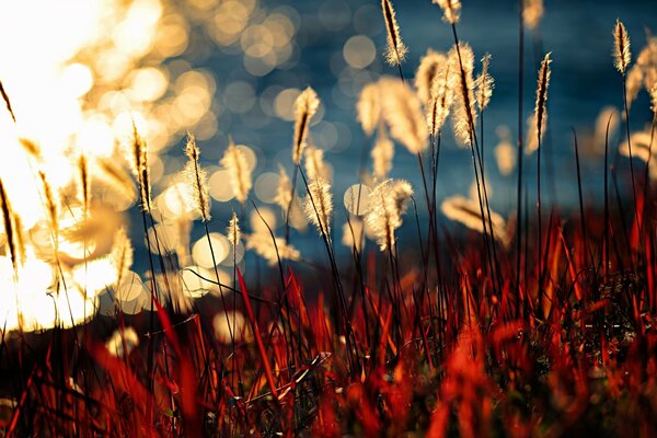 Die Natur spielt mit den Sonnenstrahlen