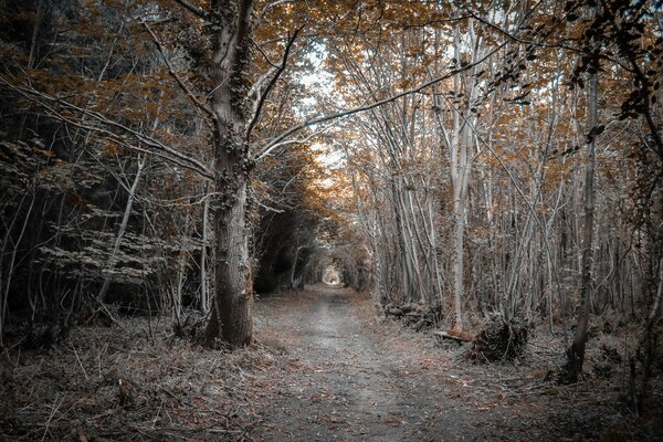 Langer Weg im Herbstwald