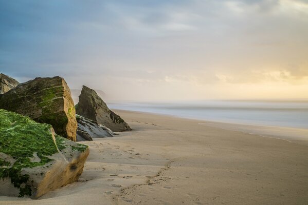 Musgo en las rocas junto al mar