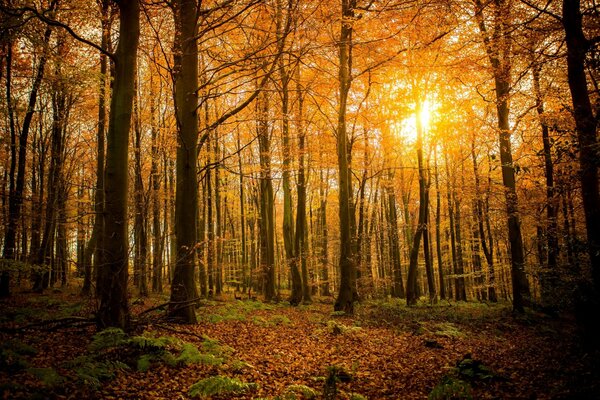 Herbstlaub fällt im goldenen Wald