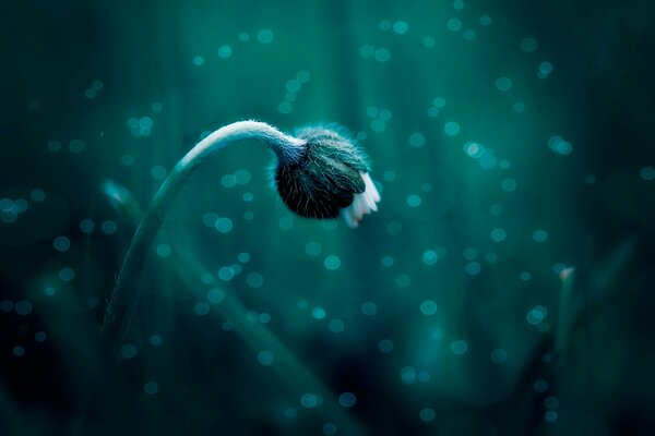 Macro de disparo de la flor sobre un fondo oscuro