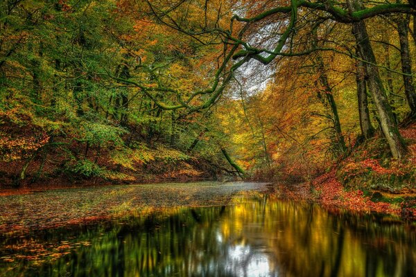 Foresta autunnale insolitamente bella