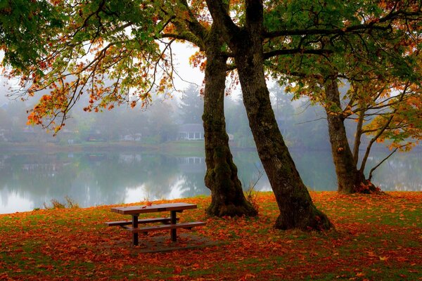 Banco solitario junto al lago